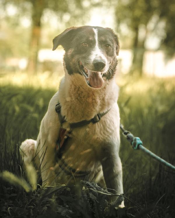 Cookie, Una Splendida Meticcia